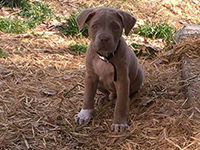 cane corso fawn puppy
